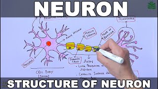 Neuron  Nerve Cell [upl. by Sherer]