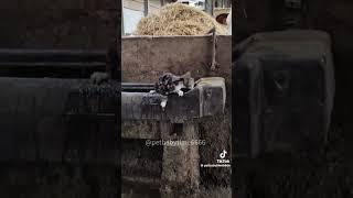 fyp fypシ゚viral comedy funny animals cat horse shorts like share america english nz eh [upl. by Eimarej149]