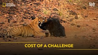 Cost of a Challenge  Animal Fight Club  हिन्दी  Full Episode  S4  E8  National Geographic [upl. by Atinram]