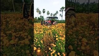 agriculturestatustamil farmingtamil agriculturetamiltractorlover mahindranovo605crdirotavators [upl. by Annah]