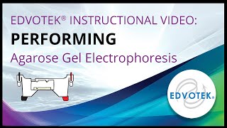 Performing Agarose Gel Electrophoresis  Edvotek Video Tutorial [upl. by Aihgn]