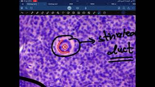 Practical Histology second year lab 2 glandular epithelium [upl. by Smaj]