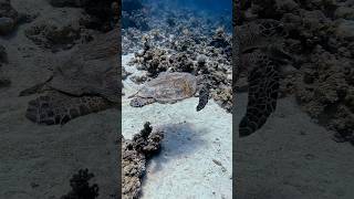 Sea turtle 🐢🪸🌊 scubadiving seaturtles [upl. by Stearne]