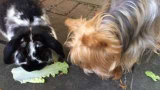 Dog Steals Lettuce from Rabbit [upl. by Aitital]