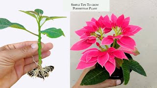 How to propagate poinsettia plant in simple method [upl. by Khanna]