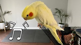 Female Cockatiel Singing Sounds [upl. by Arta]