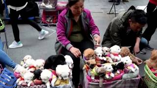 This is How They Sell Puppies in China THIS VIDEO WILL MAKE YOU SAD [upl. by Liauqram]