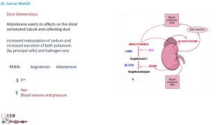 19 Hyperaldosteronism [upl. by Anayrb64]