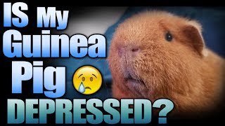 Is My Guinea Pig Depressed [upl. by Letsirc750]