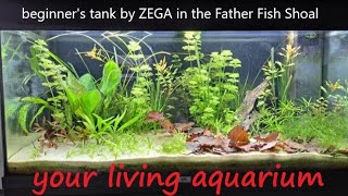 How to Start A Dirt Substrate Planted Aquarium [upl. by Shepley]