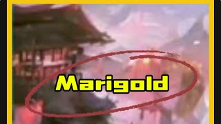 Marigolds 83100full practice run [upl. by Kcirrad]