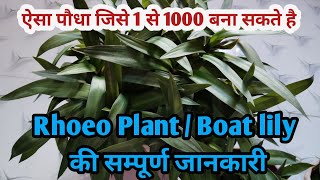 Grow amp Care guide for Rhoeo DiscolorBoat lily an Ornamental Plantएक पौधे से हज़ारों पौधे बनाये [upl. by Pilif]