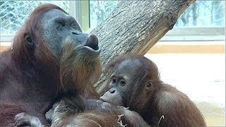 Baby Orangutan Tierpark Hellabrunn [upl. by Mat877]