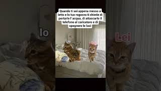 Sempre così 😹😹😹😹😻😻😻catmeme catlover gattitaliani gattini [upl. by Learsiy]