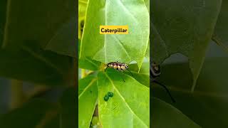 Caterpillar Eat Leaf caterpillar insects insectslovers ytshorts youtubeshorts shorts [upl. by Lyontine]