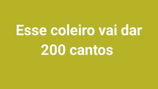 o coleiro está aprontando no tempo dele sem forçar a ave passaros coleira coleirodetorneio [upl. by Gnehc]