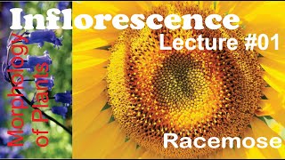 Inflorescence Lecture 01 Racemose for BS [upl. by Erland]