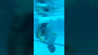 Front flip basita dametucosita music viralvideo swimmingclub pool funny swimmingpool [upl. by Erlene]