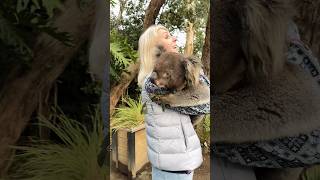 cute koalas koala cute australia [upl. by Alesiram111]