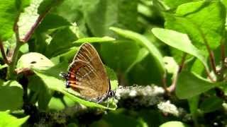 Black Hairstreak Bernwood Forest Oxfordshire [upl. by Enovahs]