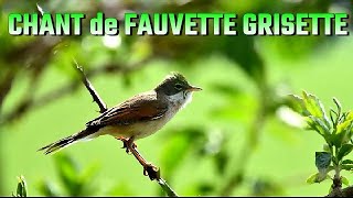 FAUVETTE GRISETTE chant doiseau [upl. by Skees]