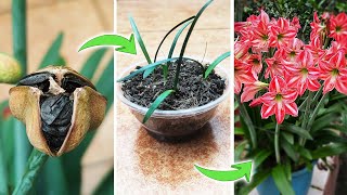 How to Pollinate Amaryllis Lily Flowers to Produce Seeds  Growing Hippeastrum from Seeds [upl. by Fortier]