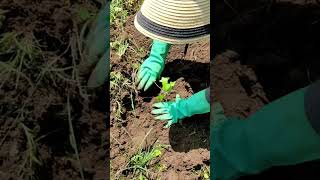 Reforestando la Sierra de Guadalupe con Proyecto Migala [upl. by Yxor579]