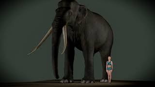 The Biggest Elephant Ever Palaeoloxodon Namadicus 3d Size Visualization [upl. by Dincolo]