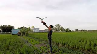 Free Fly Black Winged Kite Brahminy Kite [upl. by Aigneis]