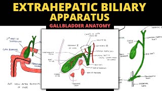 Extrahepatic Biliary Apparatus  Gall Bladder Anatomy  Abdomen Anatomy [upl. by Karee]