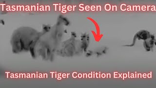 The Mystery of the Thylacine Rare Footage and Extinction Explained [upl. by Coats]