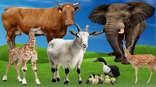 lovely animal sounds  cat cow elephant giraffe duck camel peacock parrots  animal sounds 3 [upl. by Furlani]