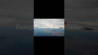 Airbus belugas I have found on flightradar24avaition [upl. by Ellerey]