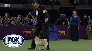 Best in Show Ceremony  WESTMINSTER DOG SHOW 2018  FOX SPORTS [upl. by Seel386]