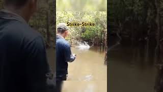 Strike Ikan Aneh shortvideo shortlucu funny lucu [upl. by Ahsiuq]