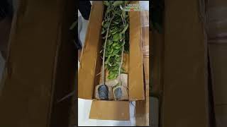 Customer unboxing plant ☘️ [upl. by Oisinoid347]