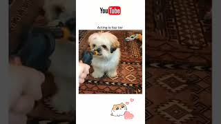 Shih Tzu acting 😍 dog love video viralvideo [upl. by Inimak]