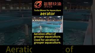 Aeration effect of grouper aquaculture，Turbo Blower for Aquacultureaerator aquaculture [upl. by Riatsila]