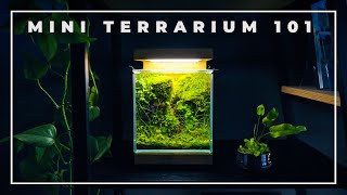 The BOXES of NATURE  Mini Terrarium 101 [upl. by Preciosa223]