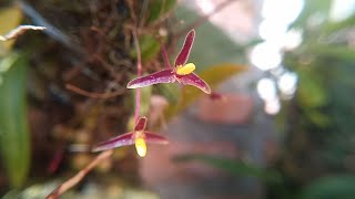 Review Anggrek Bulbophyllum Violaceum orchid jungle nature [upl. by Ahsinej]