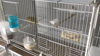 Canary breeding season March 2023 Some couples are formed [upl. by Hedvige]