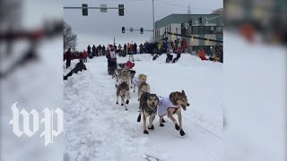 Iditarod kicks off with ceremonial start [upl. by Artemla]