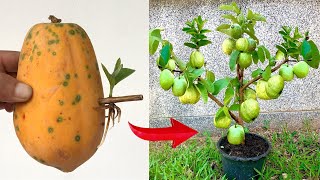 3step guava propagation technique using papaya stimulating large trees and quick fruit production [upl. by Jule]