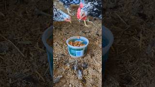 Will Chickens Eat Wet Cat Food chickenfood [upl. by Stedmann]