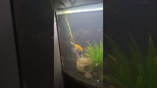 36 Bow Front Aquarium Angelfish and Loach Update [upl. by Narmi]