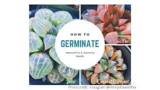 How to Germinate Haworthia amp Gasteria Seeds [upl. by Burman243]