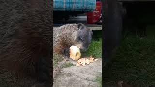 Mr Sparkle Really Enjoying His Apple 🍎🐾 groundhog cute adorable cutie mr sparkle apple eat [upl. by Oinigih]