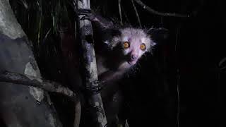 An encounter with an Aye Aye Daubentonia madagascariensis [upl. by Eldora]