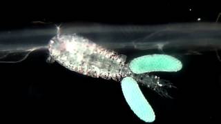 A salp symbiont copepod  Copépode simbionte de uma salpa [upl. by Hailahk]