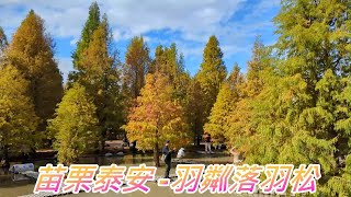 苗栗泰安落羽松羽粼落羽松自由行12月系列十 [upl. by Jacquelyn418]